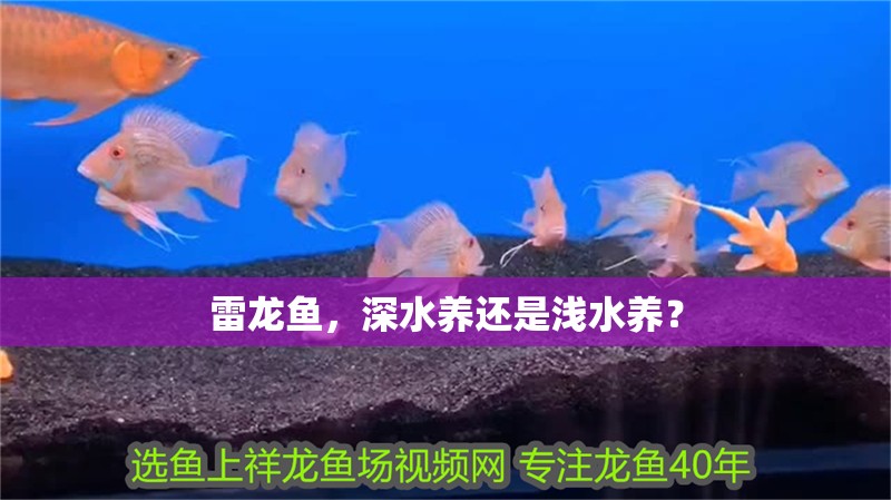 雷龍魚，深水養(yǎng)還是淺水養(yǎng)？ 雷龍魚，深水養(yǎng)還是淺水養(yǎng)？ 龍魚百科 第1張