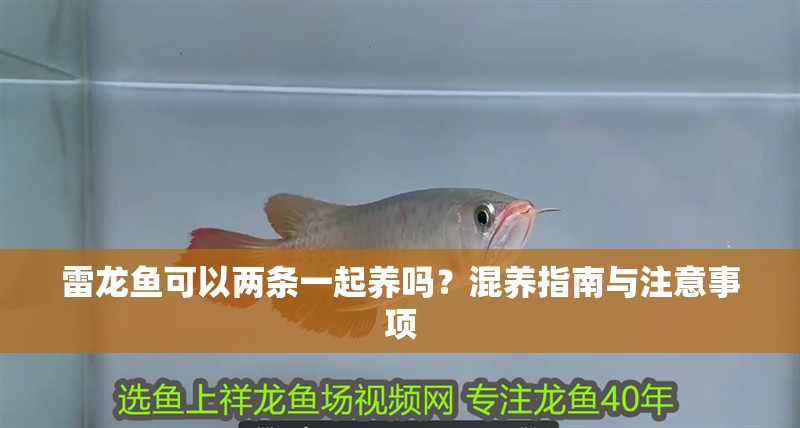 雷龍魚可以兩條一起養嗎？混養指南與注意事項