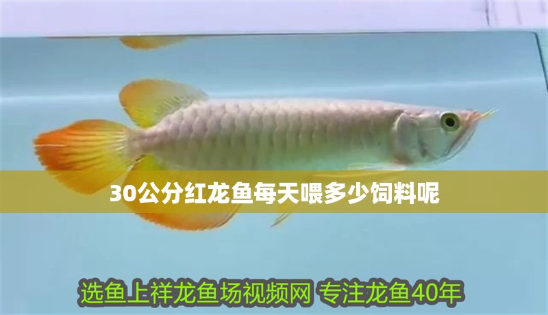 30公分紅龍魚(yú)每天喂多少飼料呢 龍魚(yú)百科 第1張 30公分紅龍魚(yú)每天喂多少飼料呢 30公分紅龍魚(yú)每天喂多少飼料呢 龍魚(yú)百科 第1張