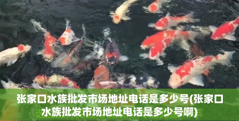 張家口水族批發市場地址電話是多少號(張家口水族批發市場地址電話是多少號啊)