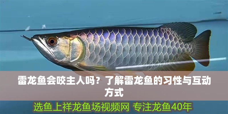 雷龍魚會咬主人嗎？了解雷龍魚的習性與互動方式