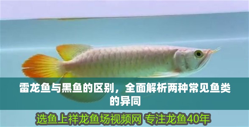 雷龍魚與黑魚的區別，全面解析兩種常見魚類的異同