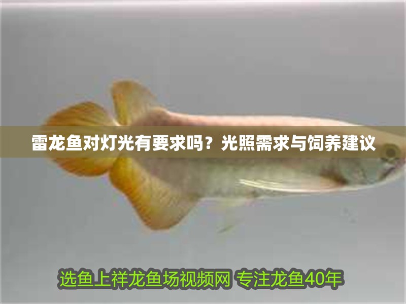 雷龍魚對燈光有要求嗎？光照需求與飼養建議