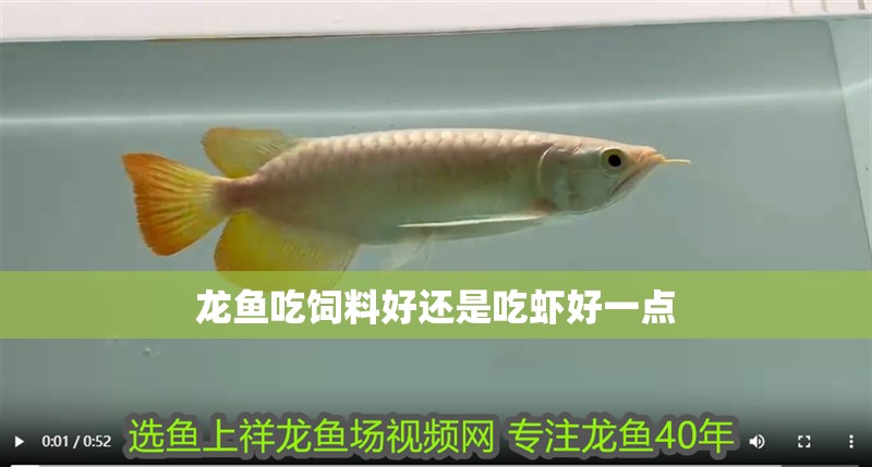 龍魚吃飼料好還是吃蝦好一點(diǎn) 龍魚百科 第1張 龍魚吃飼料好還是吃蝦好一點(diǎn) 龍魚吃飼料好還是吃蝦好一點(diǎn) 龍魚百科 第1張