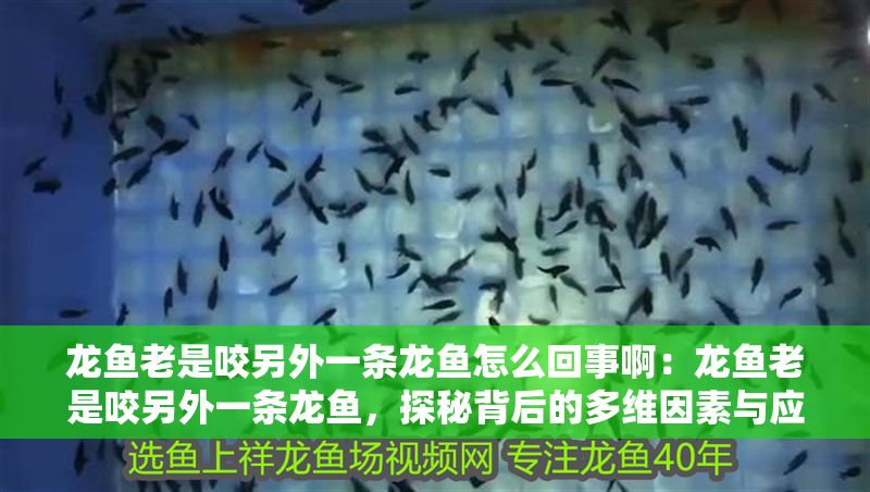 龍魚老是咬另外一條龍魚怎么回事啊：龍魚老是咬另外一條龍魚，探秘背后的多維因素與應對策略