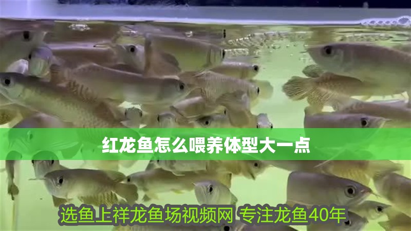 紅龍魚怎么喂養(yǎng)體型大一點