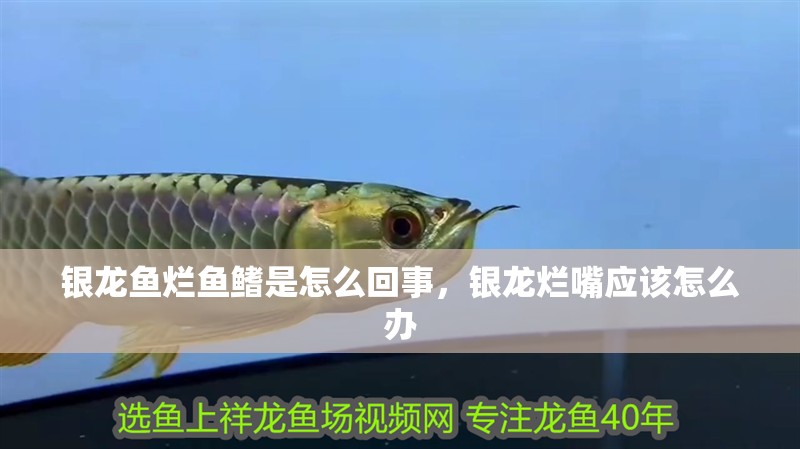 銀龍魚(yú)爛魚(yú)鰭是怎么回事，銀龍爛嘴應(yīng)該怎么辦