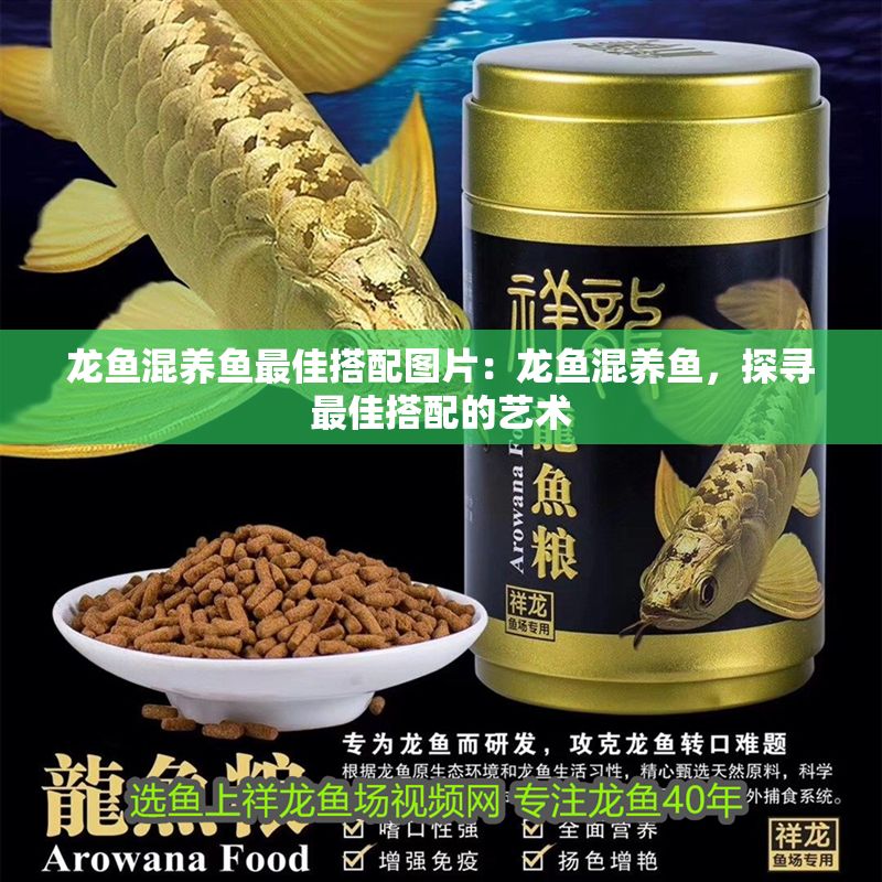 龍魚混養(yǎng)魚最佳搭配圖片：龍魚混養(yǎng)魚，探尋最佳搭配的藝術(shù)
