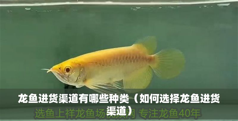 龍魚進貨渠道有哪些種類（如何選擇龍魚進貨渠道）