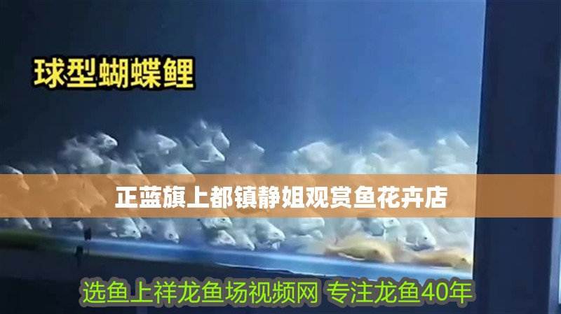 正藍旗上都鎮(zhèn)靜姐觀賞魚花卉店