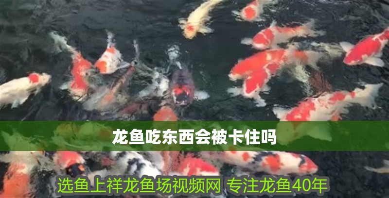 龍魚吃東西會被卡住嗎
