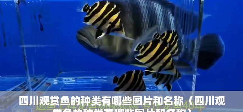 四川觀賞魚(yú)的種類(lèi)有哪些圖片和名稱(chēng)（四川觀賞魚(yú)的種類(lèi)有哪些圖片和名稱(chēng)）