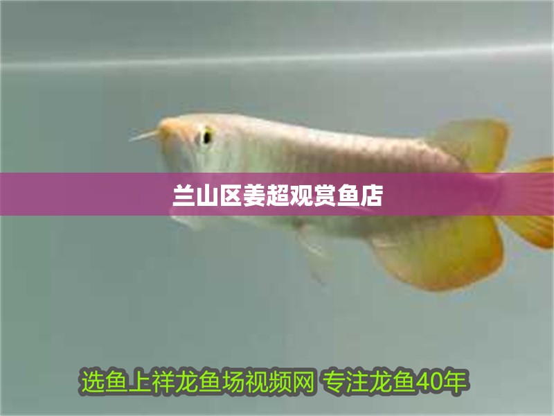蘭山區(qū)姜超觀賞魚店