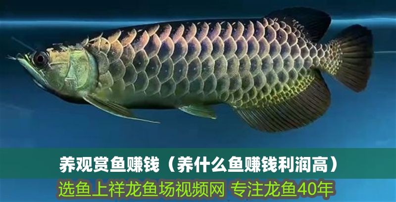 養(yǎng)觀賞魚賺錢（養(yǎng)什么魚賺錢利潤高）