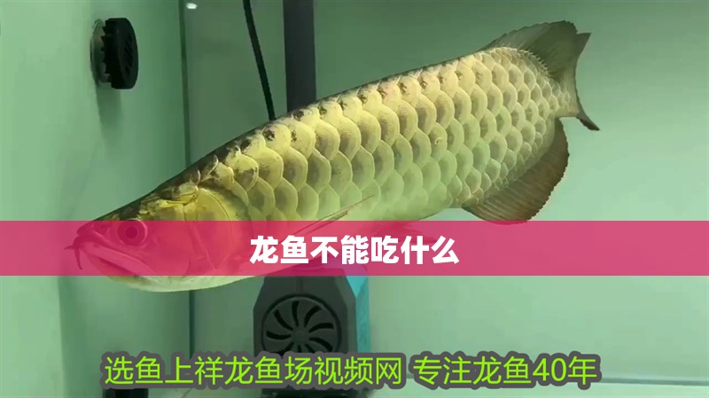 龍魚不能吃什么