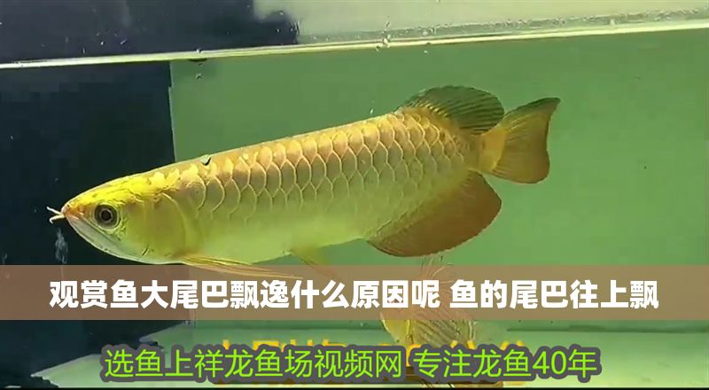 觀賞魚大尾巴飄逸什么原因呢 魚的尾巴往上飄