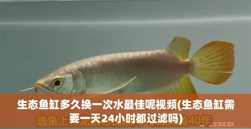 生態魚缸多久換一次水最佳呢視頻(生態魚缸需要一天24小時都過濾嗎)