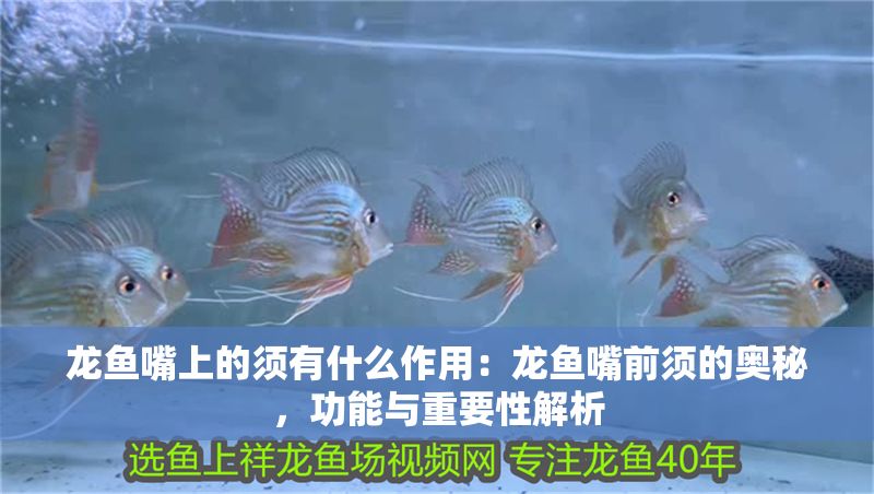 龍魚嘴上的須有什么作用：龍魚嘴前須的奧秘，功能與重要性解析