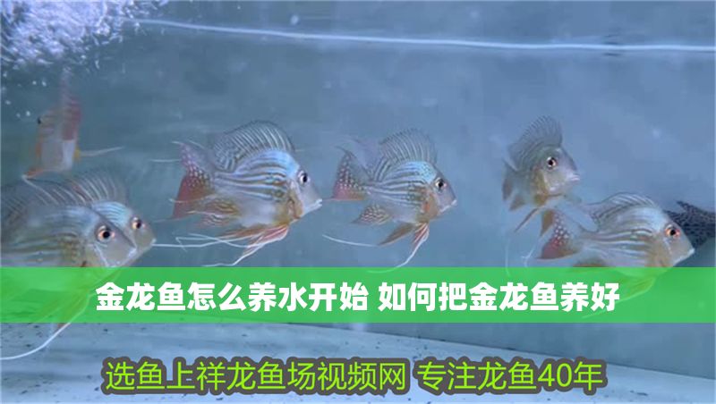 金龍魚怎么養水開始 如何把金龍魚養好