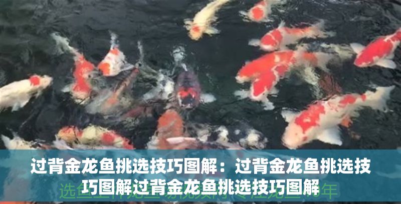 過背金龍魚挑選技巧圖解：過背金龍魚挑選技巧圖解過背金龍魚挑選技巧圖解