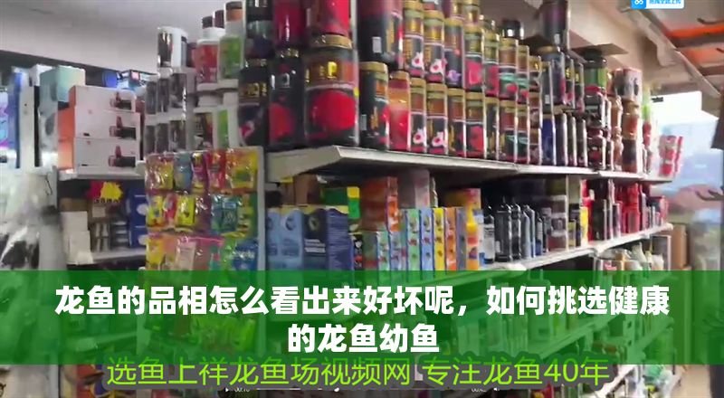 龍魚的品相怎么看出來好壞呢，如何挑選健康的龍魚幼魚