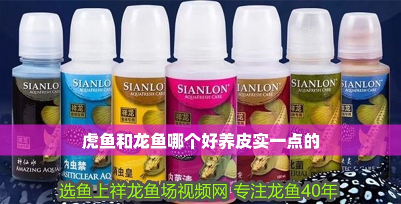 虎魚和龍魚哪個(gè)好養(yǎng)皮實(shí)一點(diǎn)的