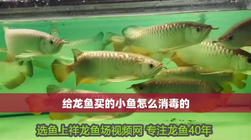 給龍魚買的小魚怎么消毒的