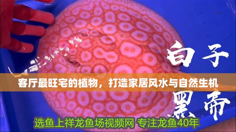 客廳最旺宅的植物，打造家居風(fēng)水與自然生機(jī)