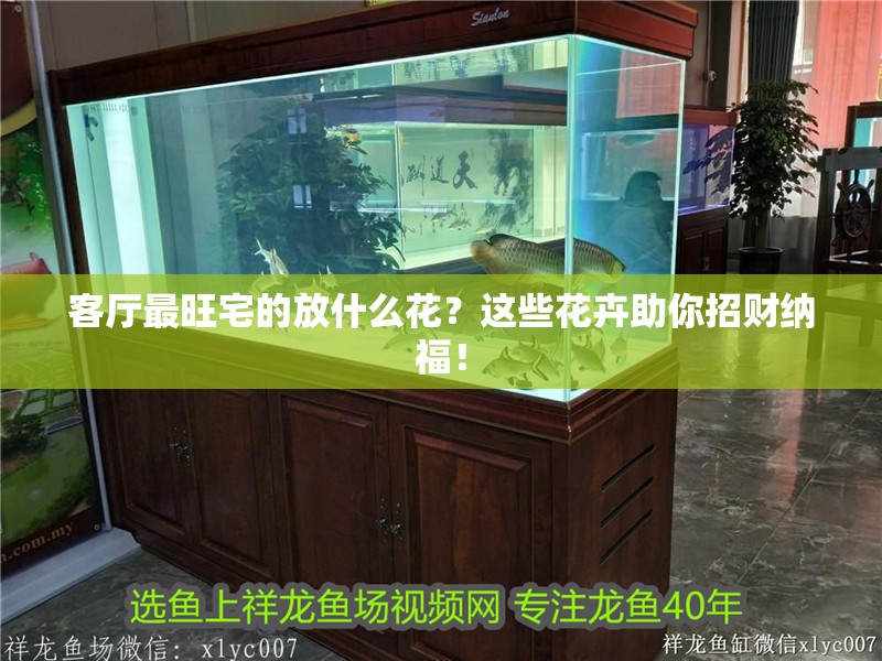 客廳最旺宅的放什么花？這些花卉助你招財納福！