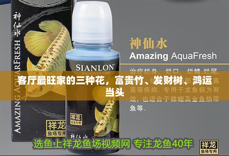 客廳最旺家的三種花，富貴竹、發財樹、鴻運當頭