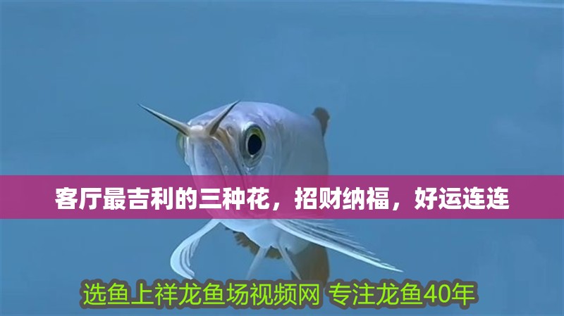 客廳最吉利的三種花，招財納福，好運連連