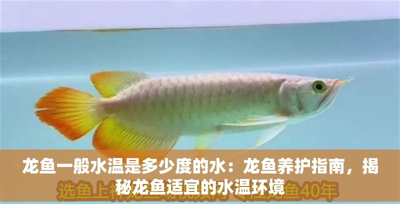 龍魚(yú)一般水溫是多少度的水：龍魚(yú)養(yǎng)護(hù)指南，揭秘龍魚(yú)適宜的水溫環(huán)境