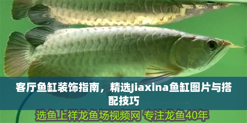 客廳魚缸裝飾指南，精選Jiaxina魚缸圖片與搭配技巧