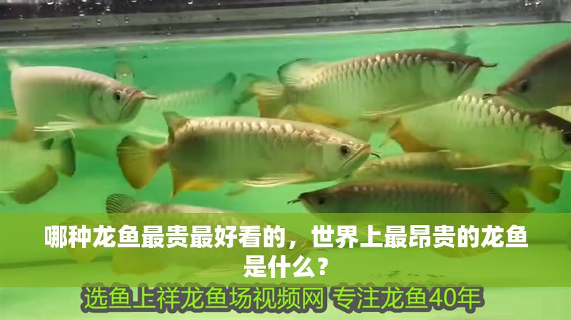 哪種龍魚最貴最好看的，世界上最昂貴的龍魚是什么？
