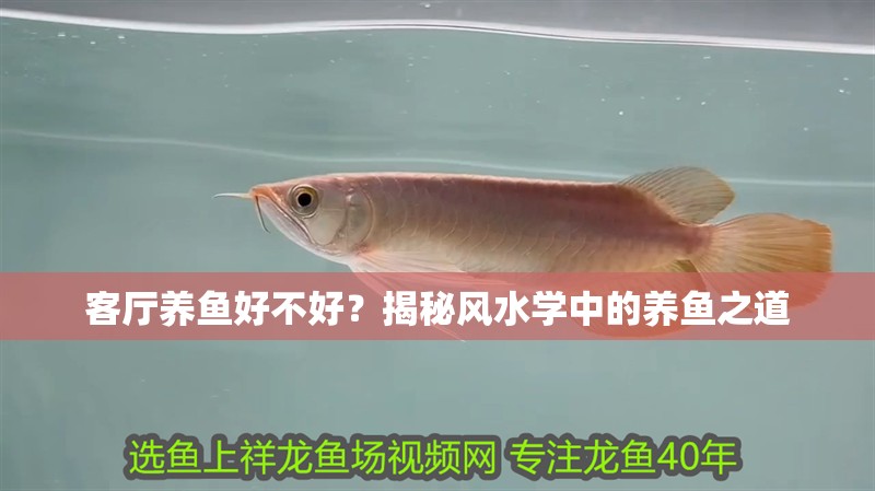 客廳養(yǎng)魚好不好？揭秘風水學中的養(yǎng)魚之道