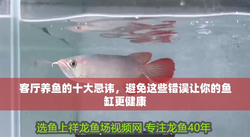 客廳養魚的十大忌諱，避免這些錯誤讓你的魚缸更健康
