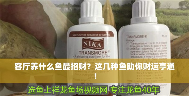 客廳養什么魚最招財？這幾種魚助你財運亨通！