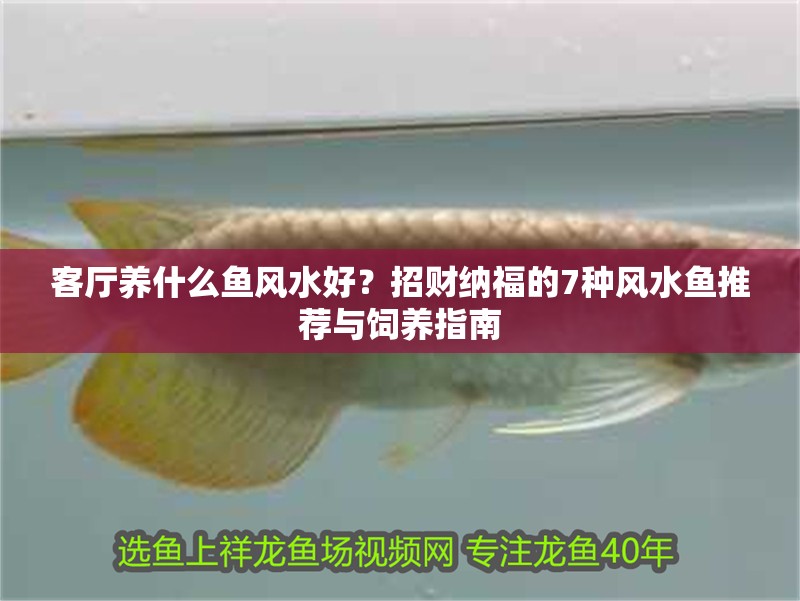 客廳養什么魚風水好？招財納福的7種風水魚推薦與飼養指南