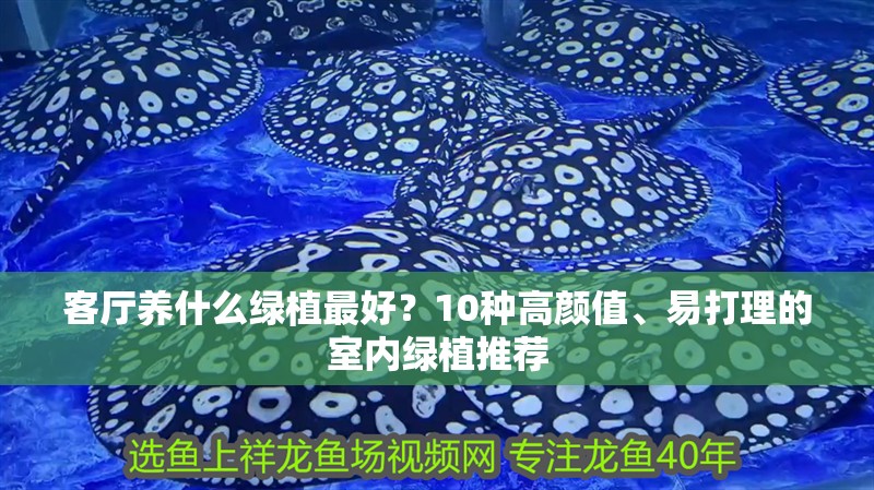 客廳養什么綠植最好？10種高顏值、易打理的室內綠植推薦