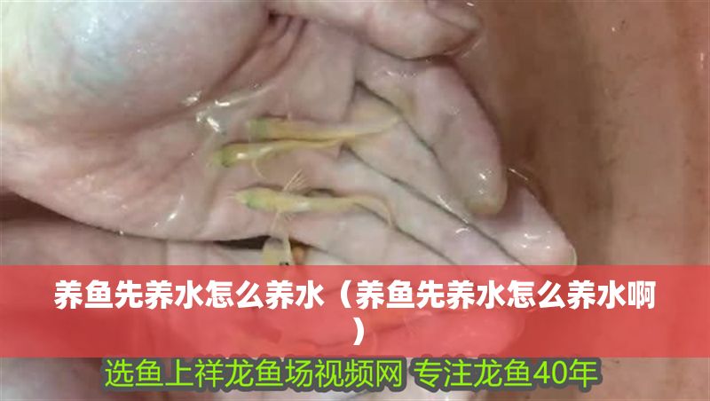養魚先養水怎么養水（養魚先養水怎么養水啊）