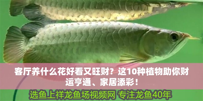 客廳養什么花好看又旺財？這10種植物助你財運亨通、家居添彩！