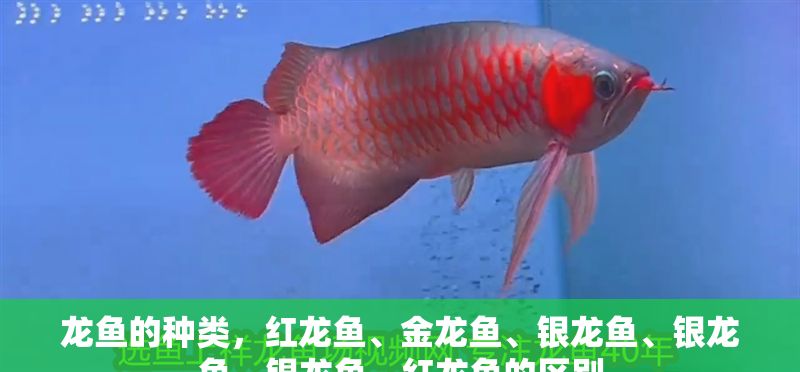 龍魚的種類，紅龍魚、金龍魚、銀龍魚、銀龍魚、銀龍魚、紅龍魚的區(qū)別
