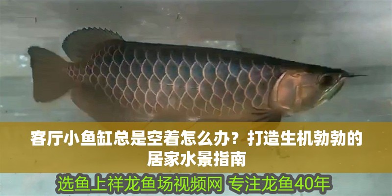 客廳小魚缸總是空著怎么辦？打造生機勃勃的居家水景指南