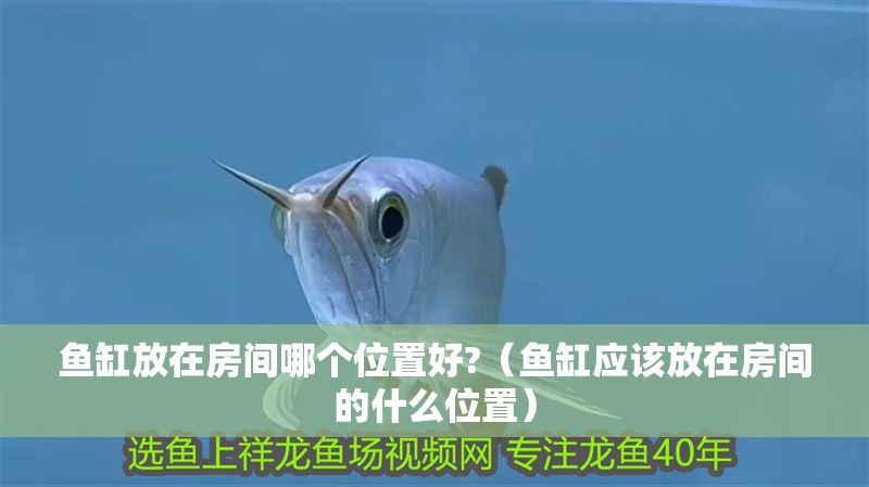 魚缸放在房間哪個位置好?（魚缸應該放在房間的什么位置）