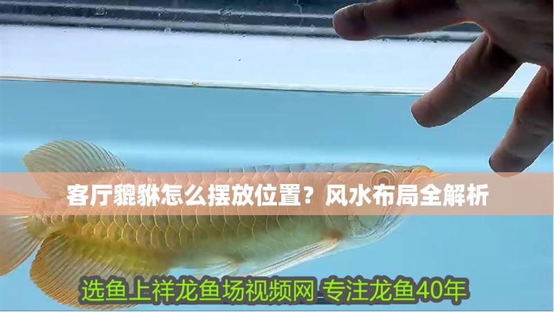 客廳貔貅怎么擺放位置？風水布局全解析