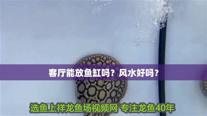 客廳能放魚(yú)缸嗎？風(fēng)水好嗎？ 客廳能放魚(yú)缸嗎？風(fēng)水好嗎？ 龍魚(yú)百科 第1張