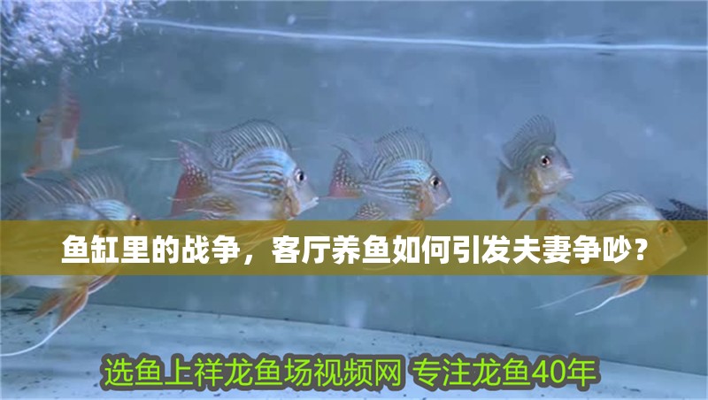 魚缸里的戰爭，客廳養魚如何引發夫妻爭吵？