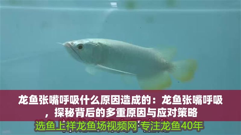 龍魚張嘴呼吸什么原因造成的：龍魚張嘴呼吸，探秘背后的多重原因與應對策略