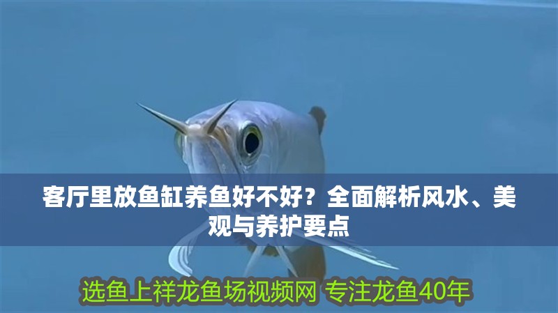 客廳里放魚缸養魚好不好？全面解析風水、美觀與養護要點