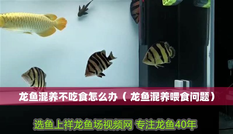 龍魚混養(yǎng)不吃食怎么辦（ 龍魚混養(yǎng)喂食問題）